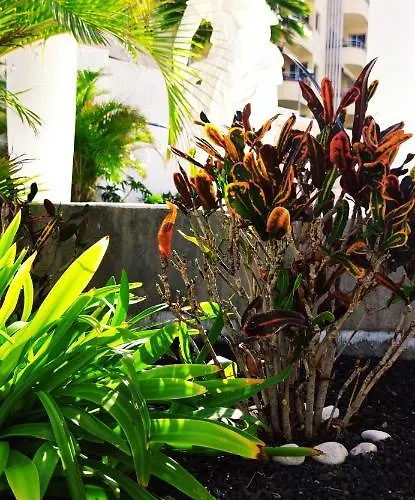 Paradise Ocean * Costa Adeje